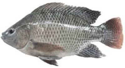 Ikan Nila